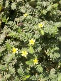 Tribulus terrestris