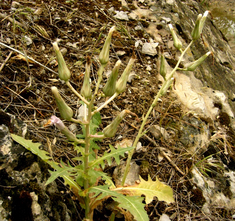 Image of Steptorhamphus linczevskii specimen.