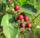 genus Amelanchier