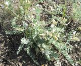 Astragalus sareptanus