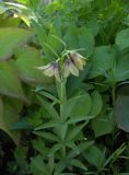 Fritillaria camschatcensis