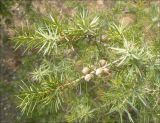 Juniperus deltoides. Веточка с созревающими шишкоягодами. Черноморское побережье Кавказа, Новороссийск, близ мыса Мысхако. 9 марта 2012 г.