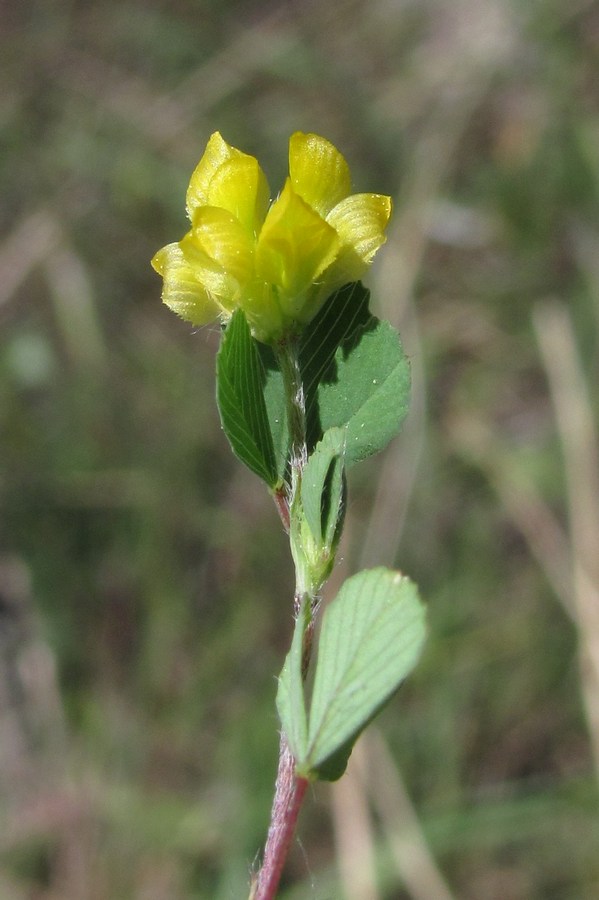Изображение особи Trifolium dubium.
