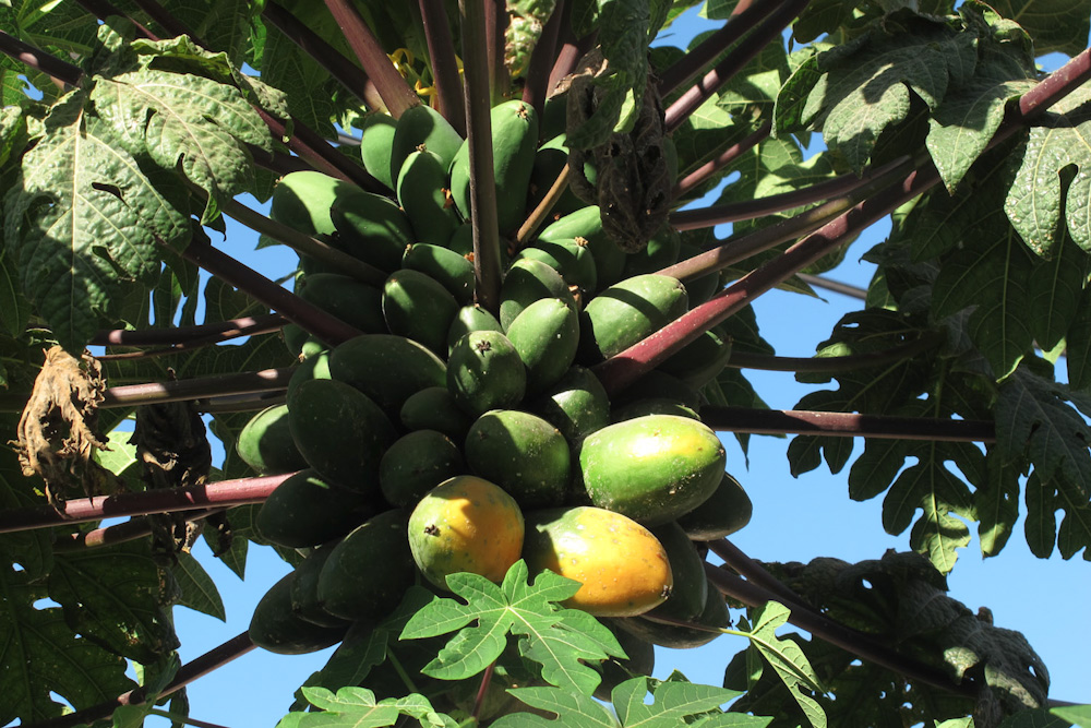 Image of Carica papaya specimen.