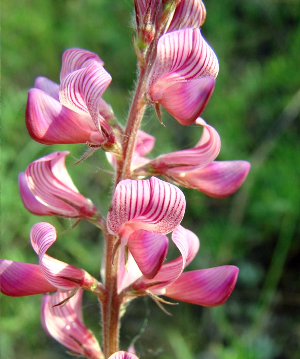 Image of Onobrychis sibirica specimen.