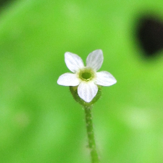 Изображение особи Androsace filiformis.