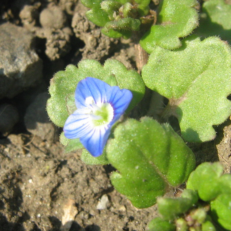 Image of Veronica polita specimen.