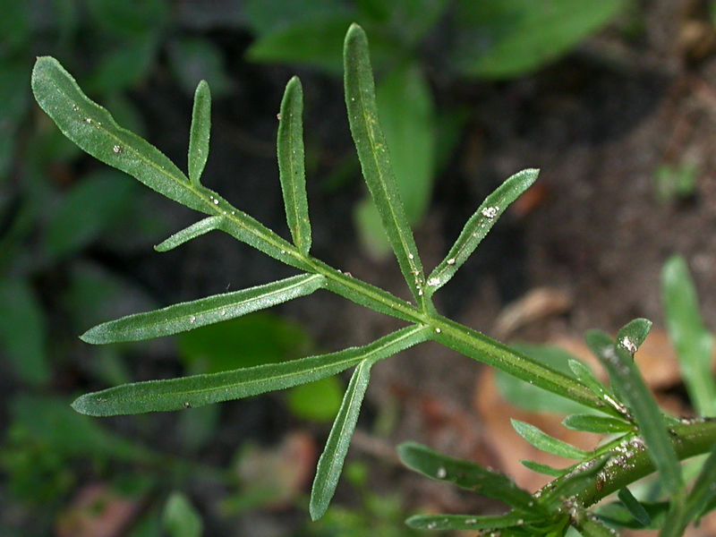 Image of Reseda lutea specimen.