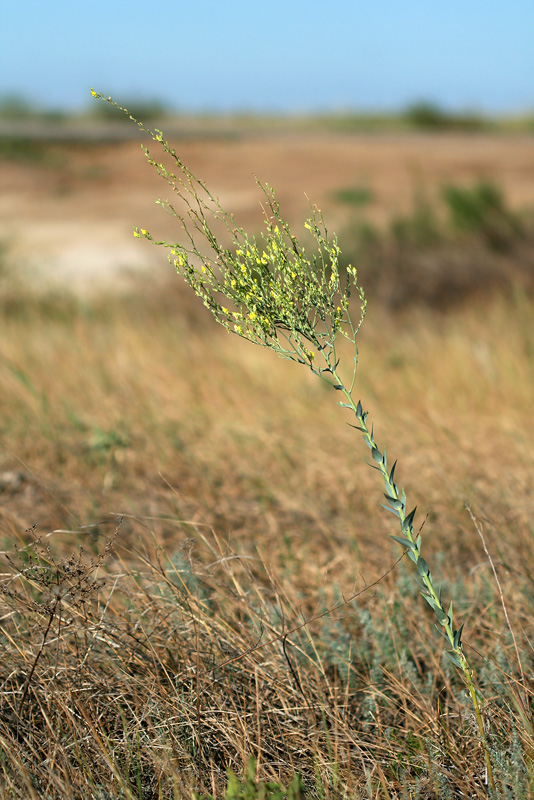 Изображение особи Linaria genistifolia.