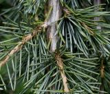 Cedrus atlantica. Часть ветви (культивар ´Glauca Pendula´). Германия, г. Krefeld, в ботаническом саду. 31.07.2012.