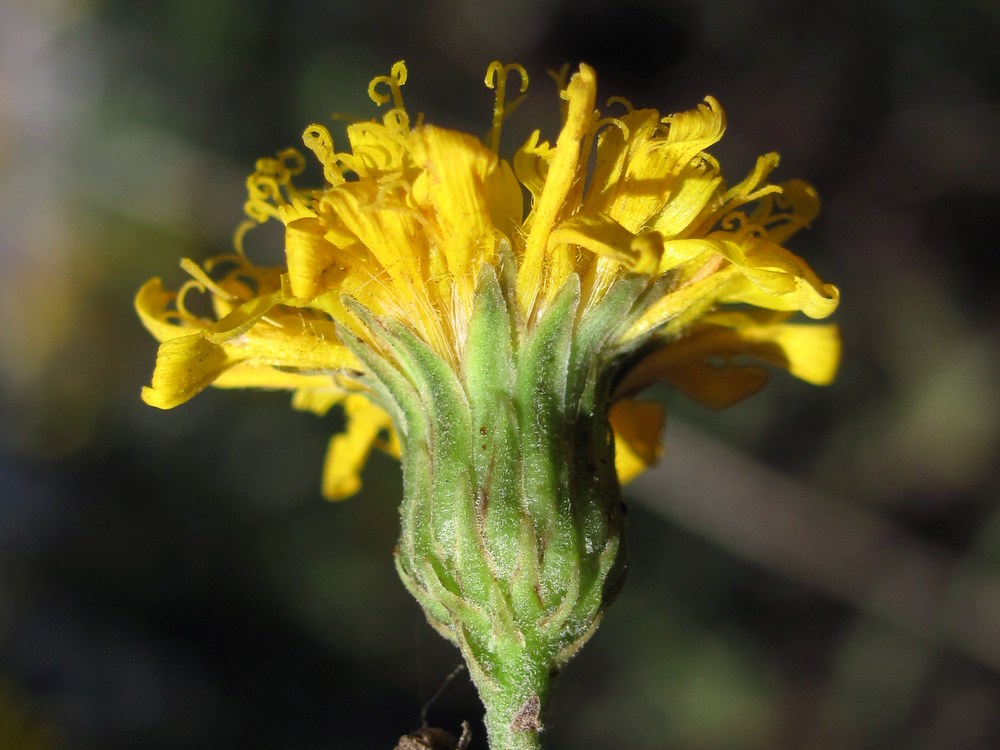 Image of Hieracium auratum specimen.