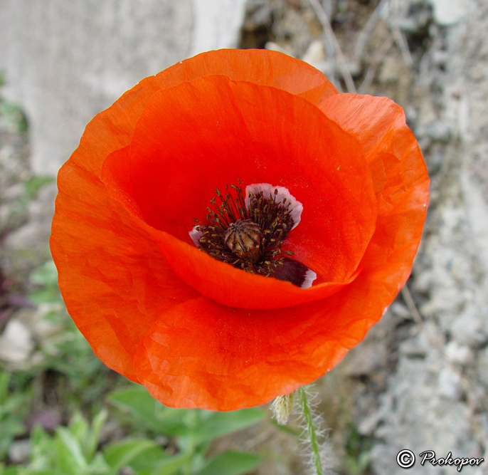 Изображение особи Papaver rhoeas.