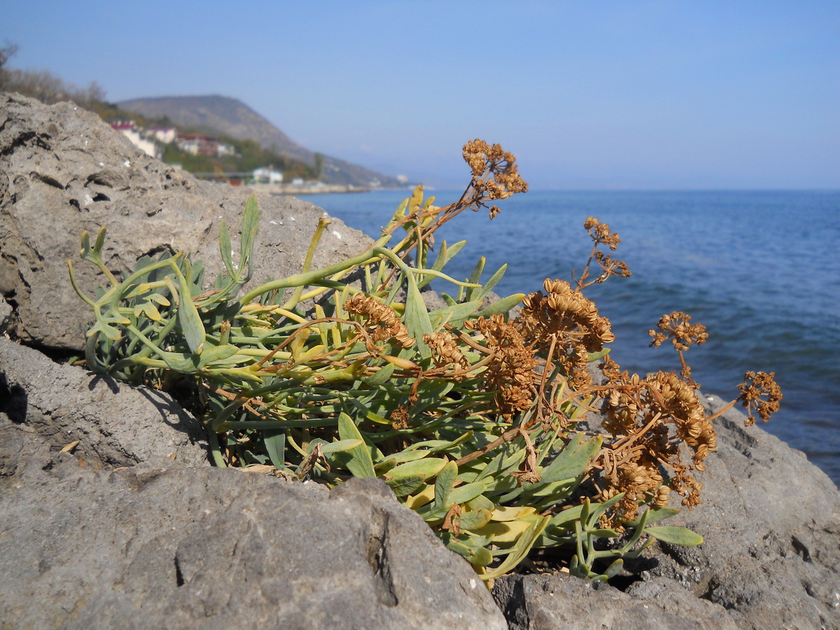 Изображение особи Crithmum maritimum.