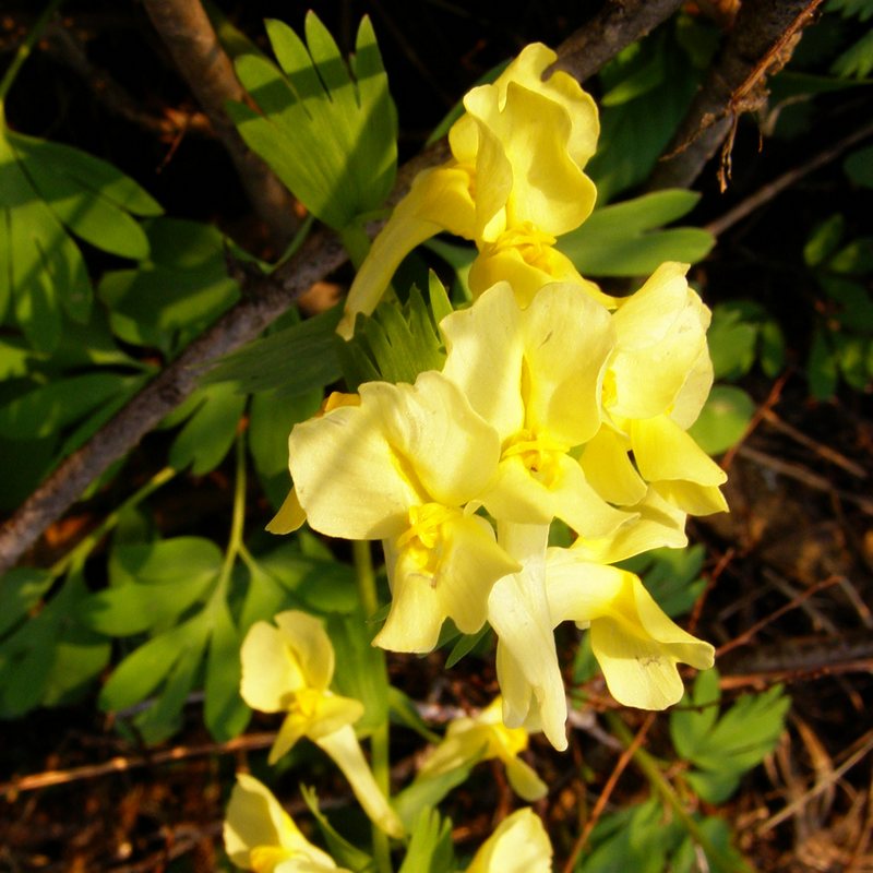 Image of Corydalis bracteata specimen.