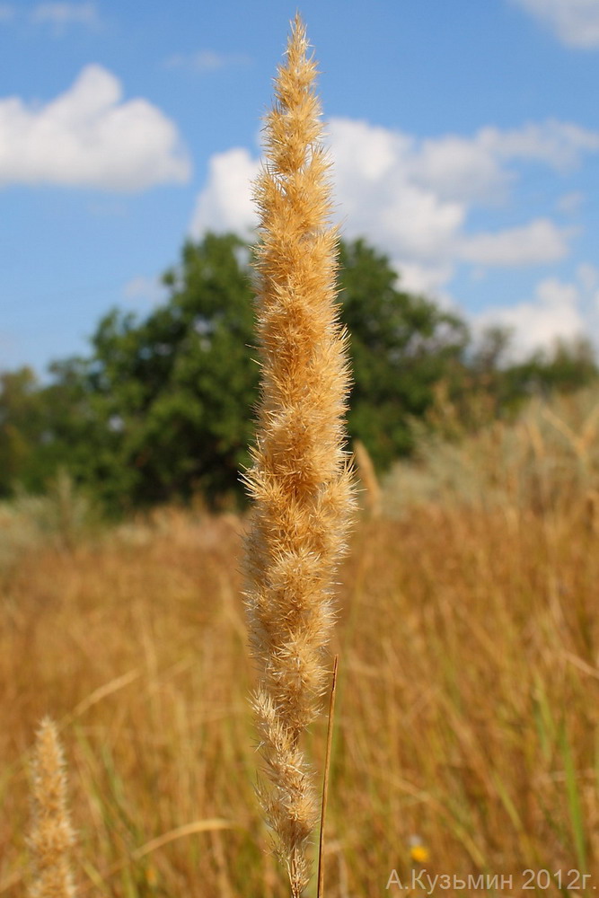 Изображение особи Calamagrostis glomerata.