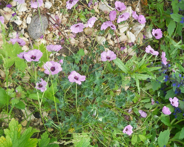 Image of Geranium cinereum specimen.