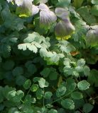 Thalictrum flavum. Листья. Германия, г. Krefeld, ботанический сад. 21.10.2012.