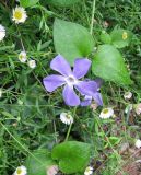 Vinca major