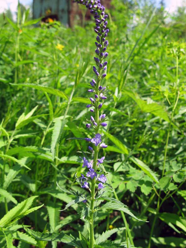 Изображение особи Veronica longifolia.