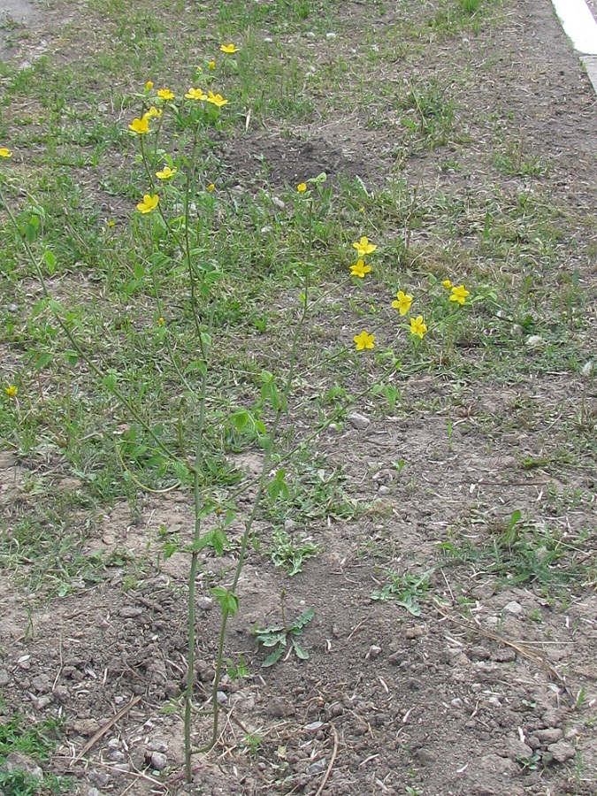 Image of Kerria japonica specimen.