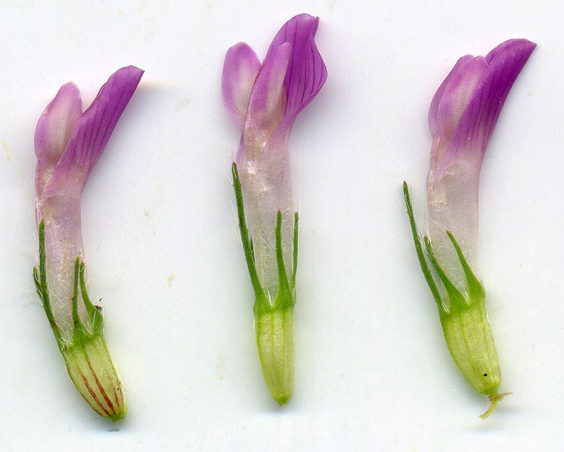 Image of Trifolium pratense specimen.