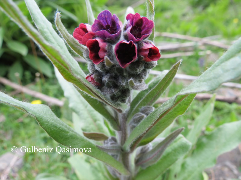 Изображение особи род Cynoglossum.