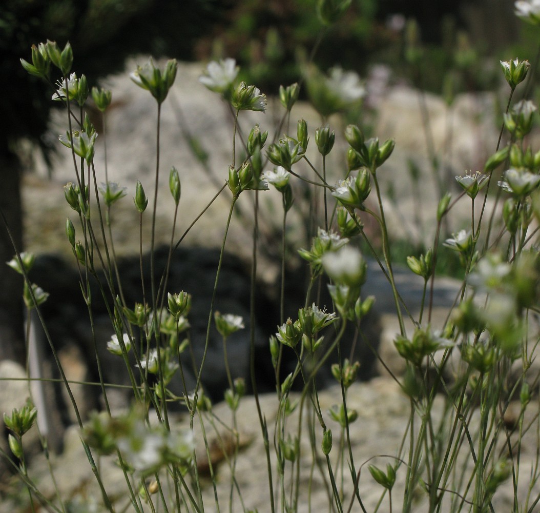 Image of Arenaria pseudacantholimon specimen.