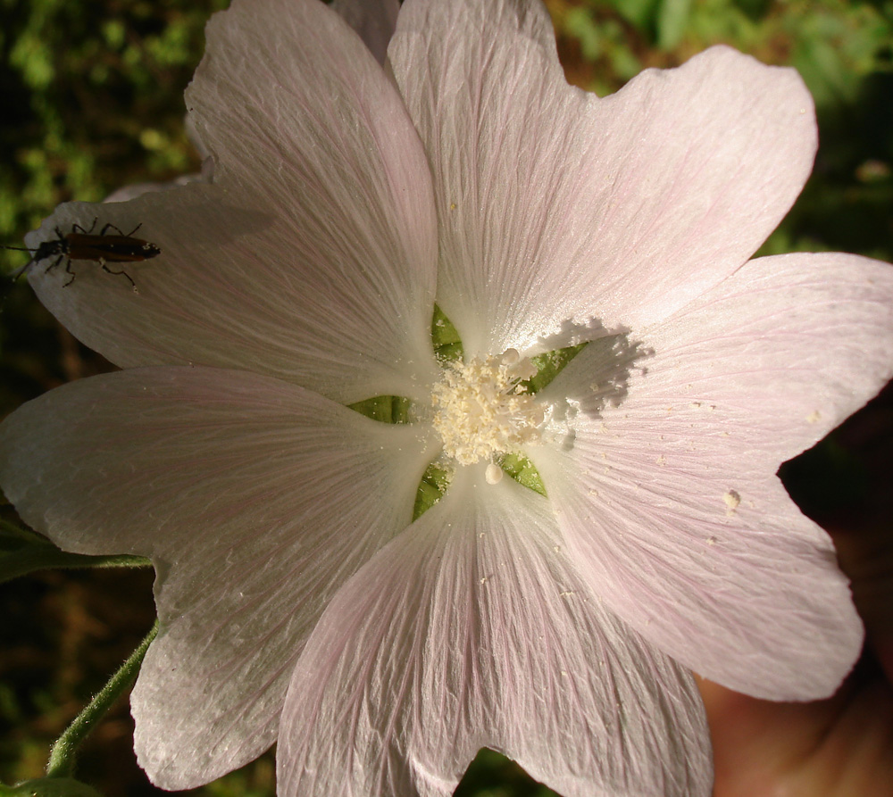 Image of Malva thuringiaca specimen.