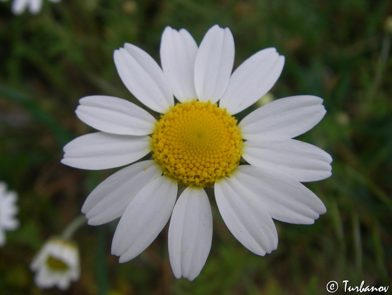 Image of genus Anthemis specimen.