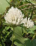 Trifolium pratense. Соцветия (белоцветковая форма). Украина, г. Запорожье, балка Партизанская, возле воды. 28.07.2013.