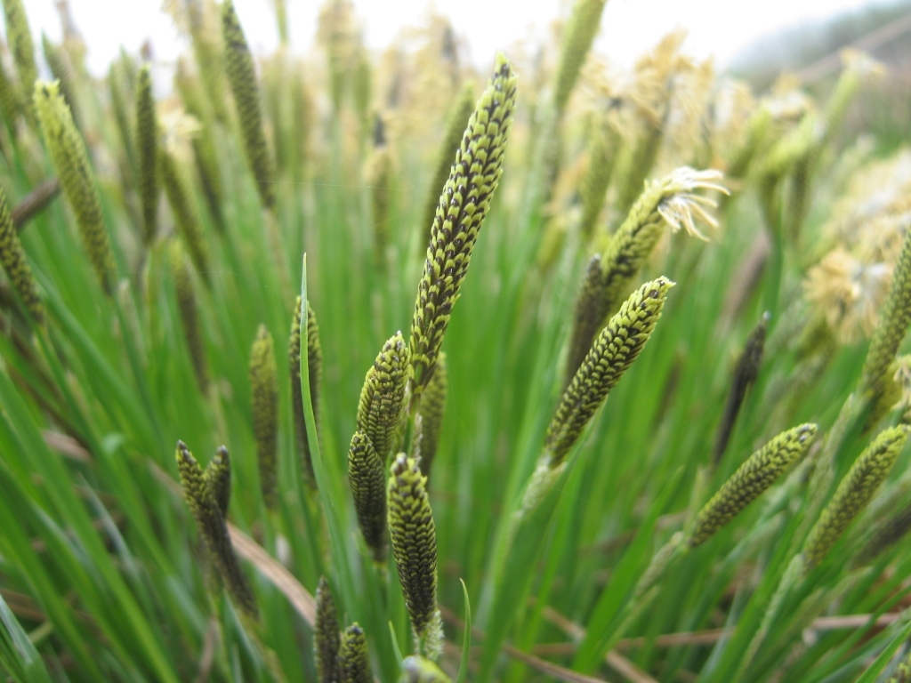 Image of Carex cespitosa specimen.