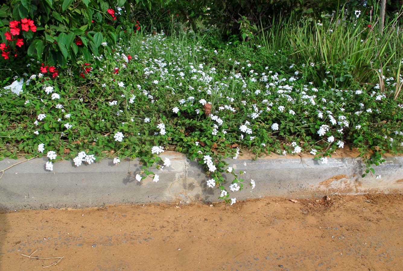 Изображение особи Lantana montevidensis.