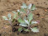 Artemisia stelleriana. Молодые побеги. Владивосток, Ботанический сад-институт ДВО РАН. 28 сентября 2013 г.