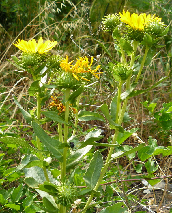 Изображение особи Grindelia squarrosa.