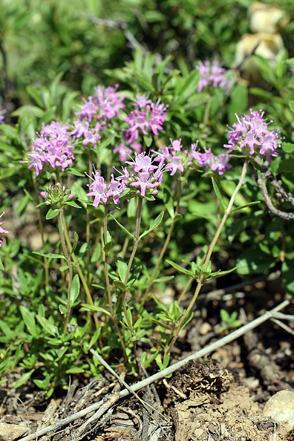 Image of genus Thymus specimen.