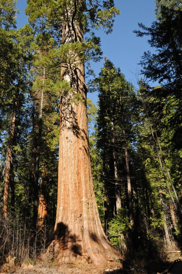 Image of Sequoiadendron giganteum specimen.