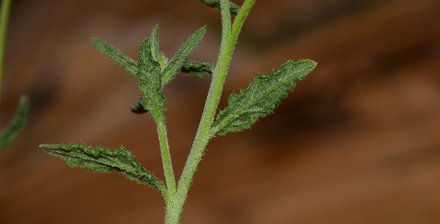 Image of Heliotropium bacciferum specimen.