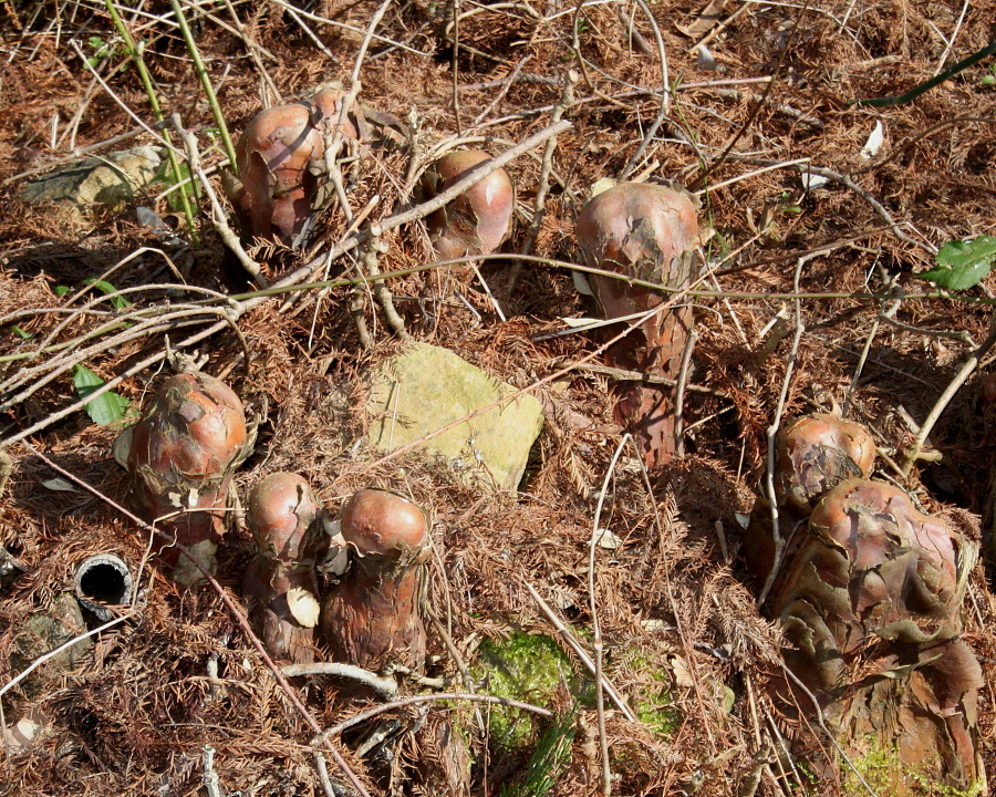 Image of Taxodium distichum specimen.