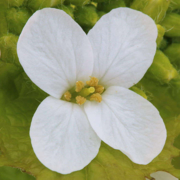 Image of Alliaria petiolata specimen.