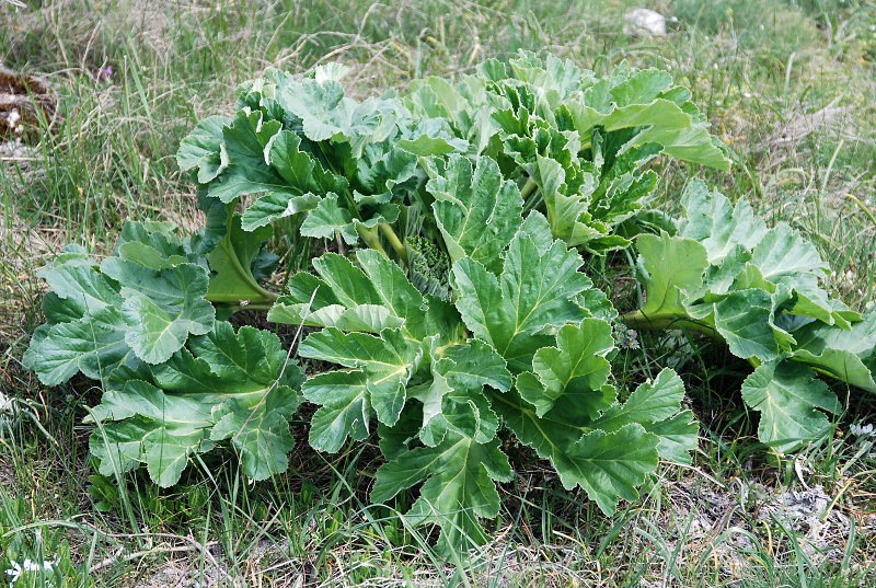 Image of Heracleum stevenii specimen.