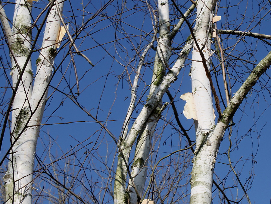 Image of Betula utilis var. jacquemontii specimen.