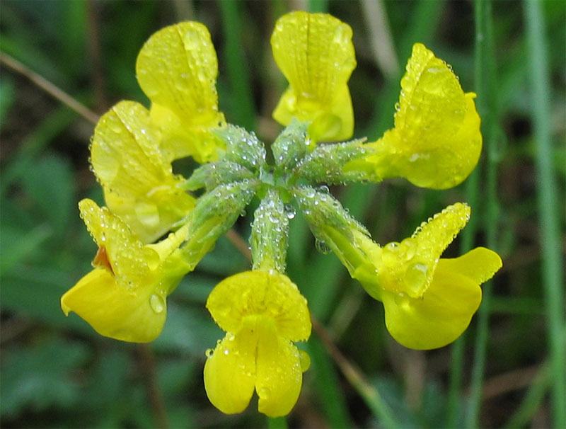 Image of Hippocrepis comosa specimen.