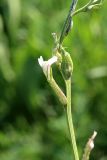 Astragalus angreni