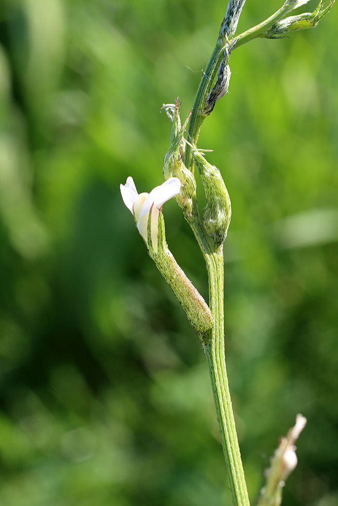 Изображение особи Astragalus angreni.