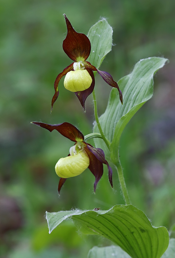 Изображение особи Cypripedium calceolus.