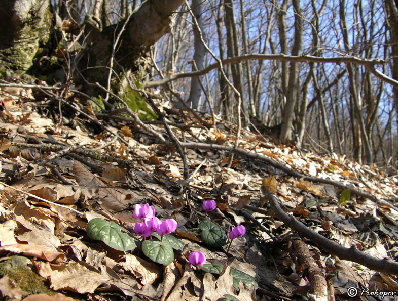 Image of Cyclamen coum specimen.