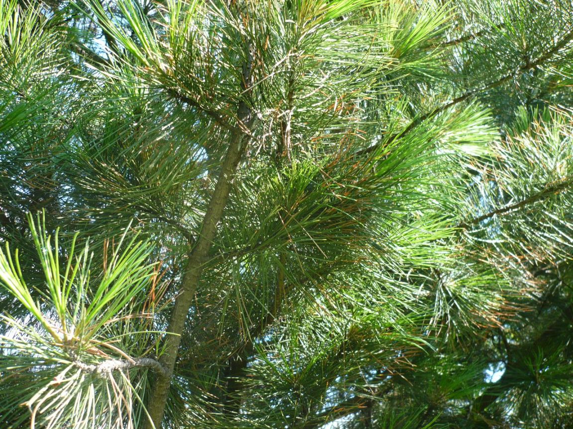 Изображение особи Pinus sibirica.