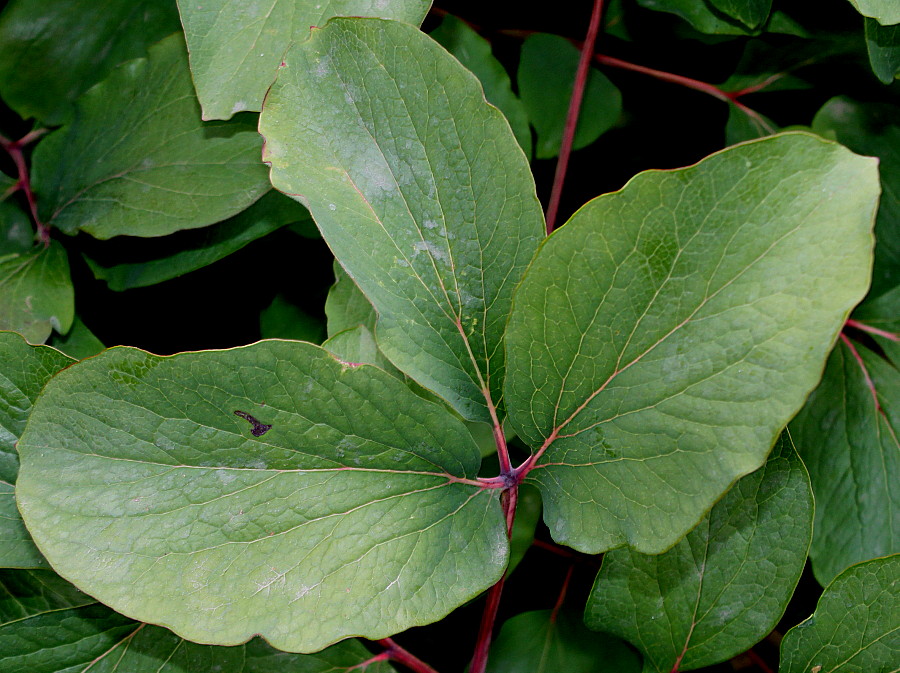 Image of Paeonia mlokosewitschii specimen.