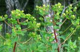 Euphorbia semivillosa