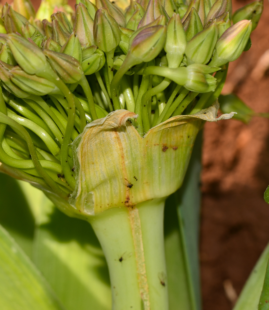 Изображение особи Allium schubertii.